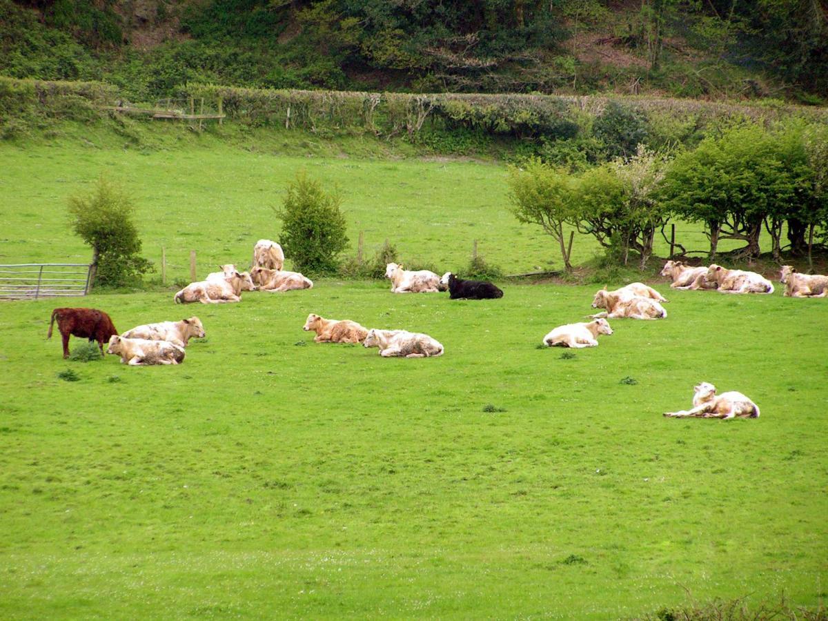 Bed and Breakfast Erw-Lon Farm Pontfaen Exterior foto